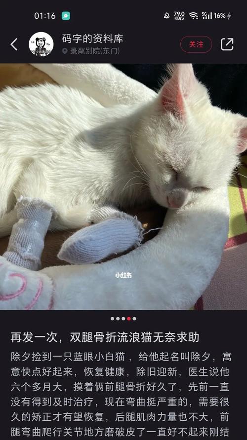 宠物猫咪骨折后上厕所的解决方法（15个实用建议）