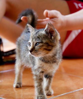 阳台关猫十天，不是爱宠反成虐待？