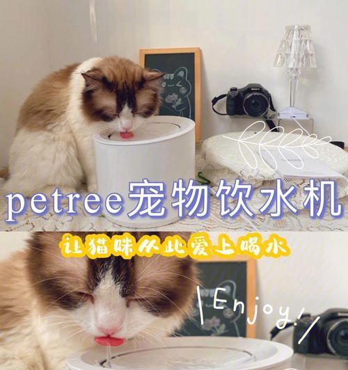 猫咪喝奶需不需要喝水（探究猫咪喝奶的饮水问题及对宠物健康的影响）