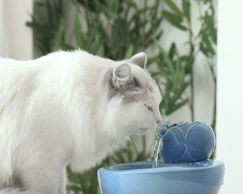 解析猫咪喝水有气往上的原因（探究饮水习惯与水杯设计）