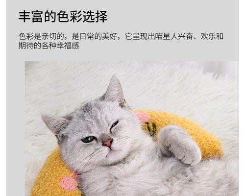 宠物的魅力——猫咪与狗（一起探索宠物的世界）