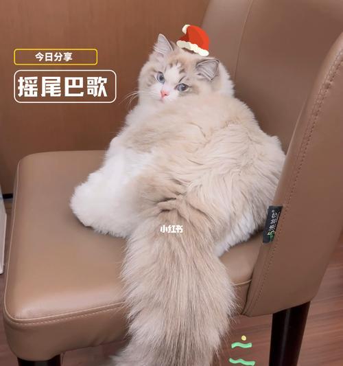 猫咪后背靠近尾巴痛的原因及治疗方法（宠物猫咪的痛苦）