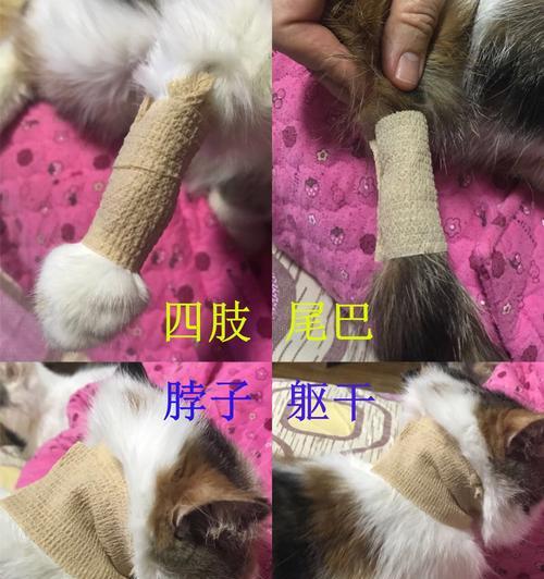 猫咪后腿脱臼需要手术吗（解析猫咪后腿脱臼的症状）