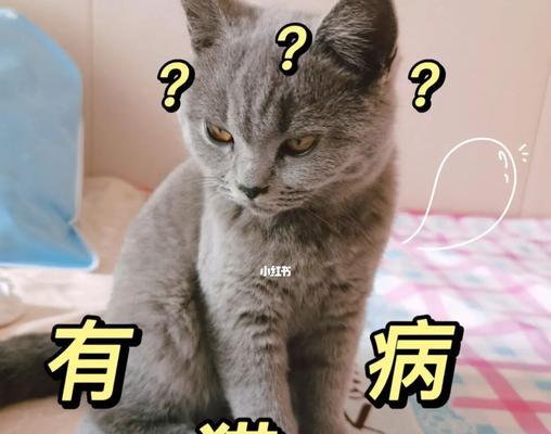 猫咪呼吸困难怎么办（教你如何应对宠物猫呼吸问题）