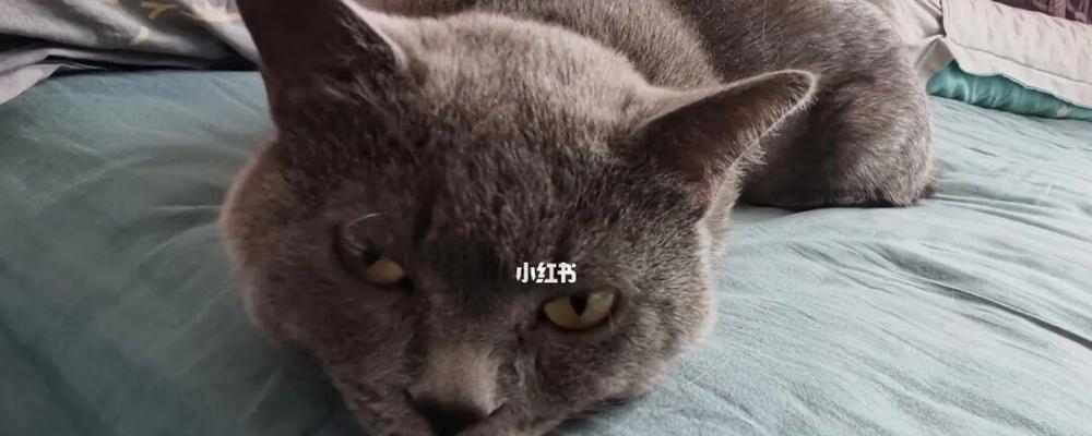 猫咪胡须掉了，需要及时处理（宠物猫的胡须掉了会怎样）