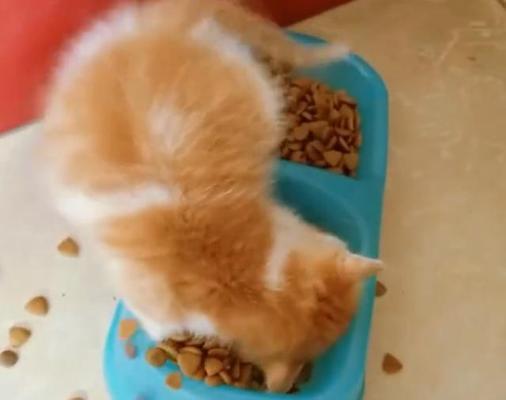 猫咪怀孕为什么会吃的很少（探究猫咪怀孕期间食欲下降的原因与应对）