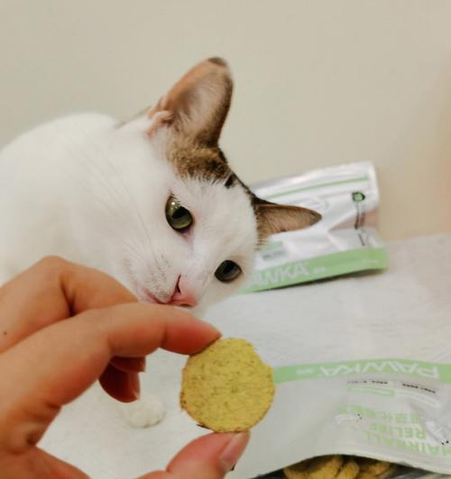 猫咪怀孕期间可以食用猫草吗（探究猫咪怀孕期间食用猫草的影响）