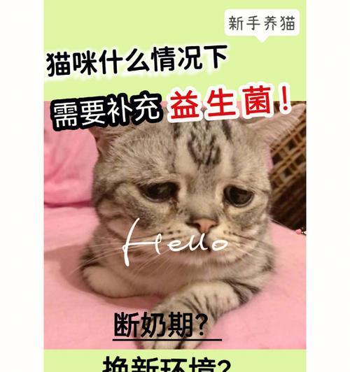 猫咪怀孕能否吃益生菌（探究宠物益生菌的功效及注意事项）