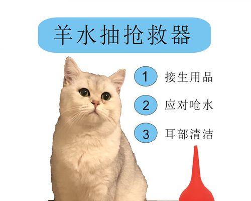 猫咪怀孕时流血怎么办（宠物主人必看）