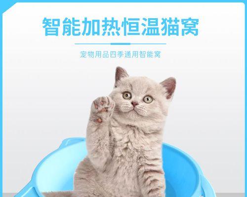 当你的宠物猫咪怀孕了怎么办（宠物猫咪怀孕的注意事项及护理方法）