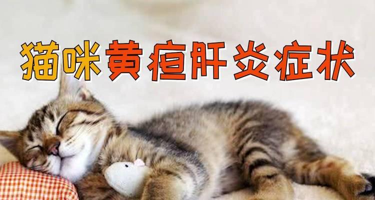 猫咪黄疸反复的原因及预防方法（宠物猫咪的健康问题）