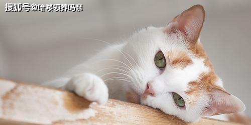 猫咪的忽然咬我不疼的原因与解决方法（揭秘猫咪咬人的真相）