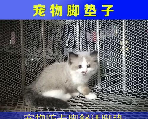 宠物猫咪脚垫为何发臭带血（详解猫咪脚垫发臭带血的原因及解决方法）