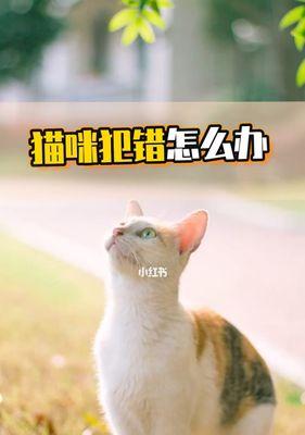 猫咪叫哑了怎么办（喵星人猫语不通）