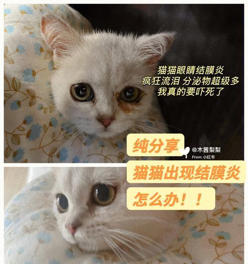 揭开猫咪结膜水肿的真相（探寻猫咪结膜水肿的原因及解决方案）