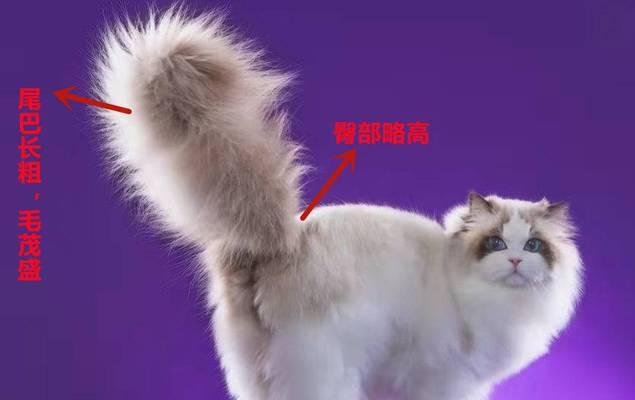 猫咪如何进化成猫颈鹿（探究猫咪进化成猫颈鹿的过程及意义）