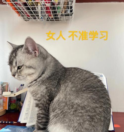 猫咪进入中年危机（中年猫咪面临的问题及解决方法）