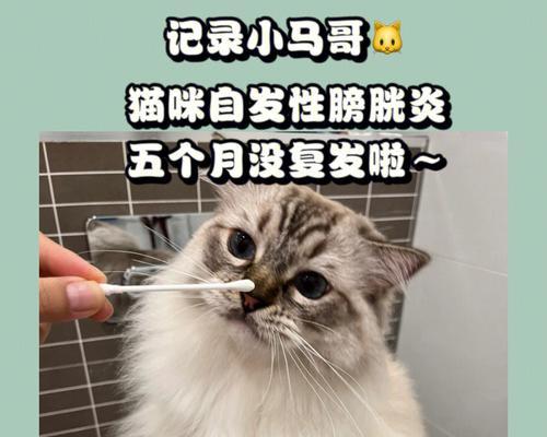 猫咪绝育后需警惕尿结石（宠物爱好者必须知道的预防方法）