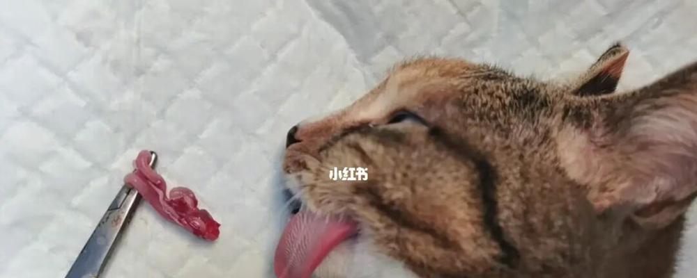 猫咪绝育手术