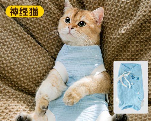 为宠物爱不留遗憾——猫咪绝育知识剖析