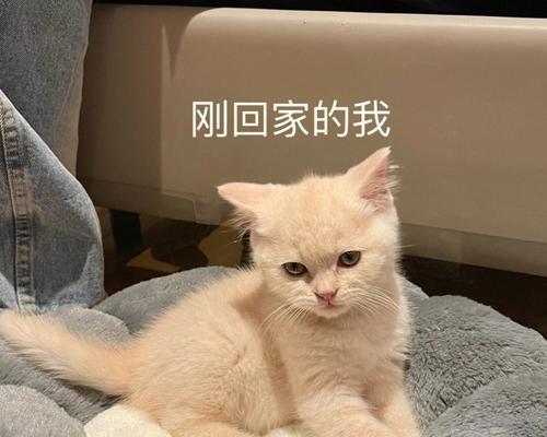 宠物猫咪看主人晚归的心情变化（细数猫咪眼中的守候与期待）