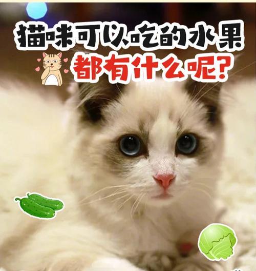 猫咪可以吃哈密瓜吗（探究宠物猫是否适合食用哈密瓜）