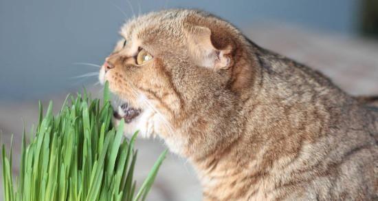 猫咪的饮食健康与吃鸡脖子鸡头的关系（探究猫咪是否适合食用鸡脖子和鸡头）