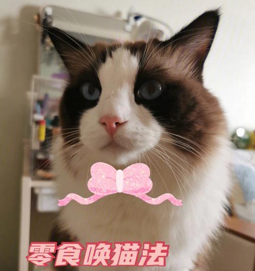 宠物猫可以吃乳酪棒吗（了解乳酪棒的成分及对猫咪的影响）