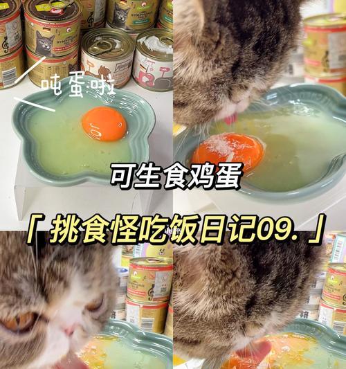 猫咪可以吃生鸡蛋吗（探究猫咪是否适合食用生鸡蛋）