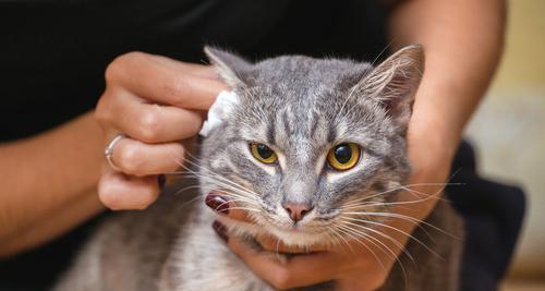 猫咪能否食用玉米面（探究猫咪的饮食习惯与玉米面的营养价值）