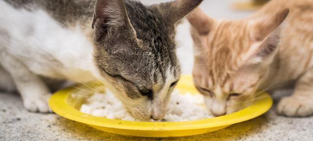 猫咪可以吃鱿鱼丝吗（宠物的饮食需求与禁忌）