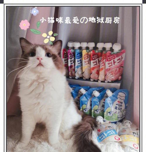 猫咪可以喝吗丁啉吗（了解喵星人的饮食健康）