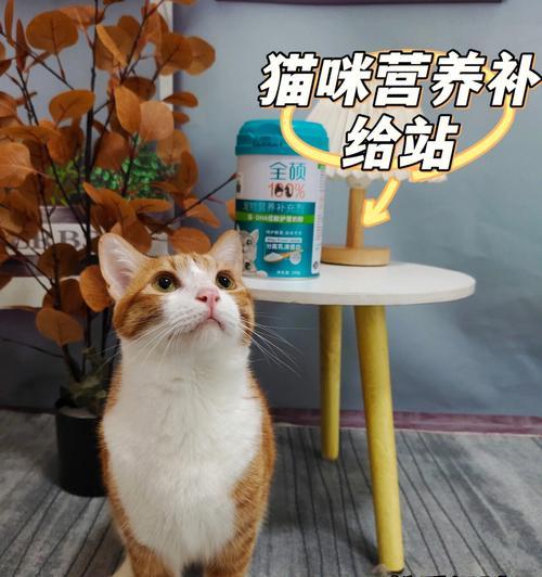 猫咪可以喝柠檬水吗（宠物饮食的健康问题与注意事项）