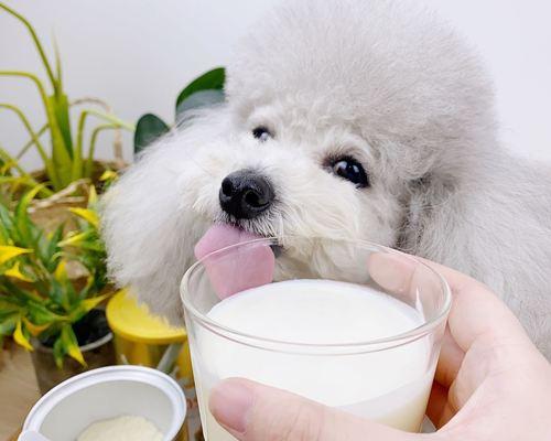 猫咪的饮食（宠物主人必知的喂养常识）