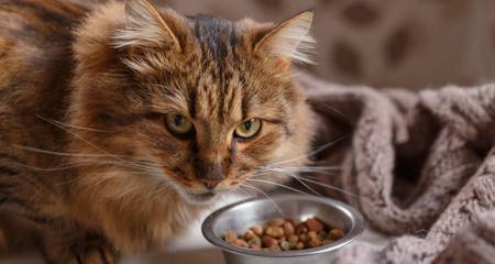 猫咪可以吃西兰花吗（探究猫咪饮食习惯和西兰花的营养价值）