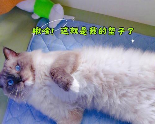 以宠物为主，保护猫咪健康的小技巧（以宠物为主）