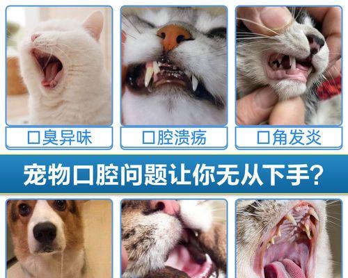 治疗猫咪口腔炎，这些药品你必须知道（以宠物为主）