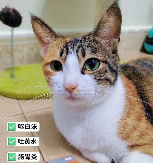 猫咪口吐绿黄色液体，该如何应对（宠物猫咪生病的原因与预防方法）