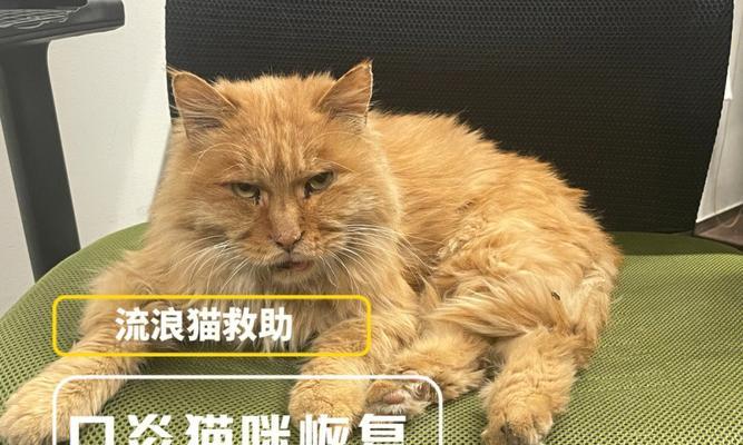 猫咪口炎不吃饭，该如何处理（宠物健康重要）