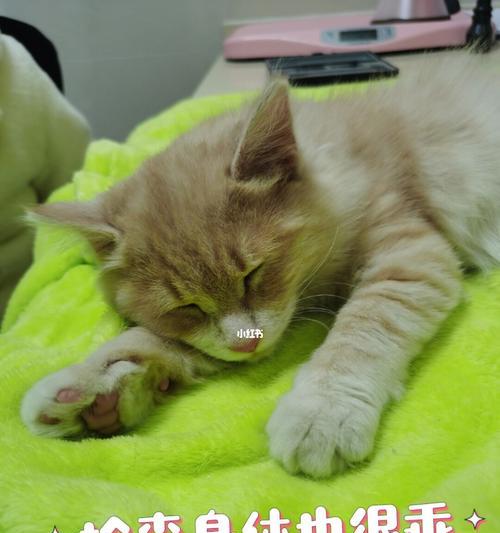 猫咪快生了，这些药要准备（宠物急救必备）