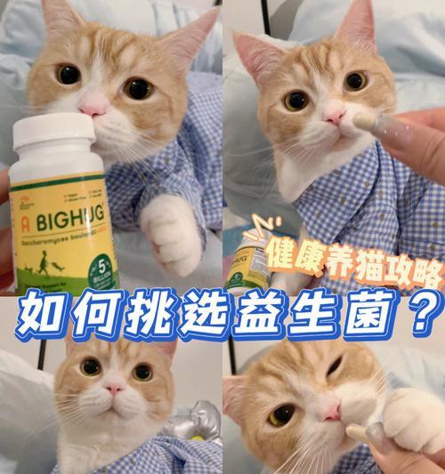 如何给宠物猫咪补充益生菌