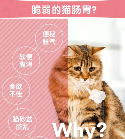 猫咪拉稀呕吐该怎么办？应对宠物拉稀呕吐的有效方法