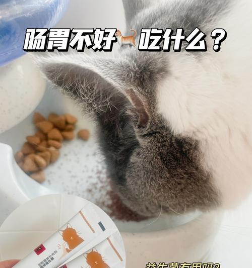 猫咪拉稀一天了怎么办？宠物猫拉稀应该怎样处理