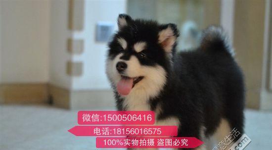 1010阿拉斯加犬多少钱？如何挑选？