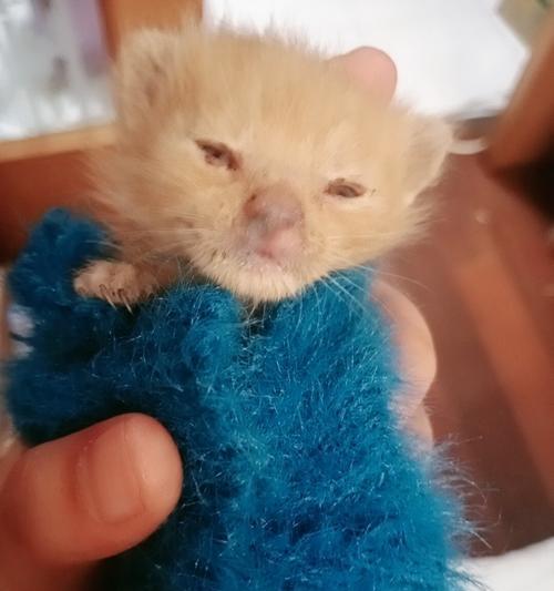 20多天的小猫能养活吗？如何提高存活率？