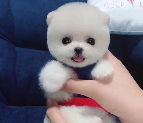 2个月博美幼犬注意什么？博美犬的日常护理要点有哪些？