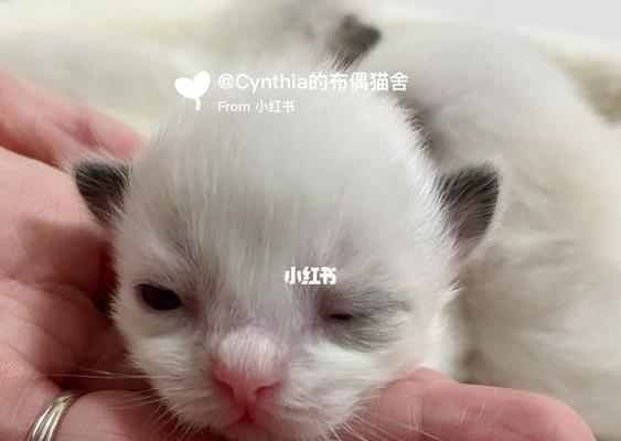 2个月布偶猫呕吐怎么办？布偶猫呕吐的原因及处理方法是什么？