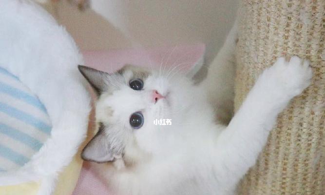 2个月布偶猫怎么喂？布偶猫的饮食安排与营养需求是什么？