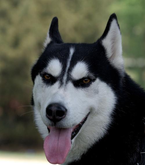 哈士奇幼犬食量标准是多少？如何判断？