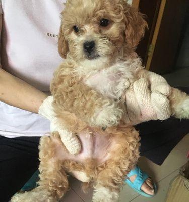 泰迪幼犬拉稀如何解决？有哪些方法？